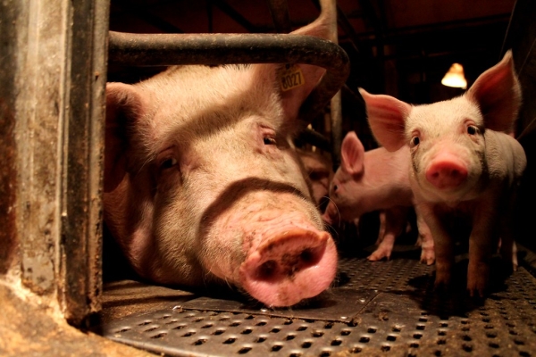 PESTE SUINA: VETERINARI, STOP CONSUMO CARNE A ROMA? 'NESSUN ALLARME PER CONSUMATORI