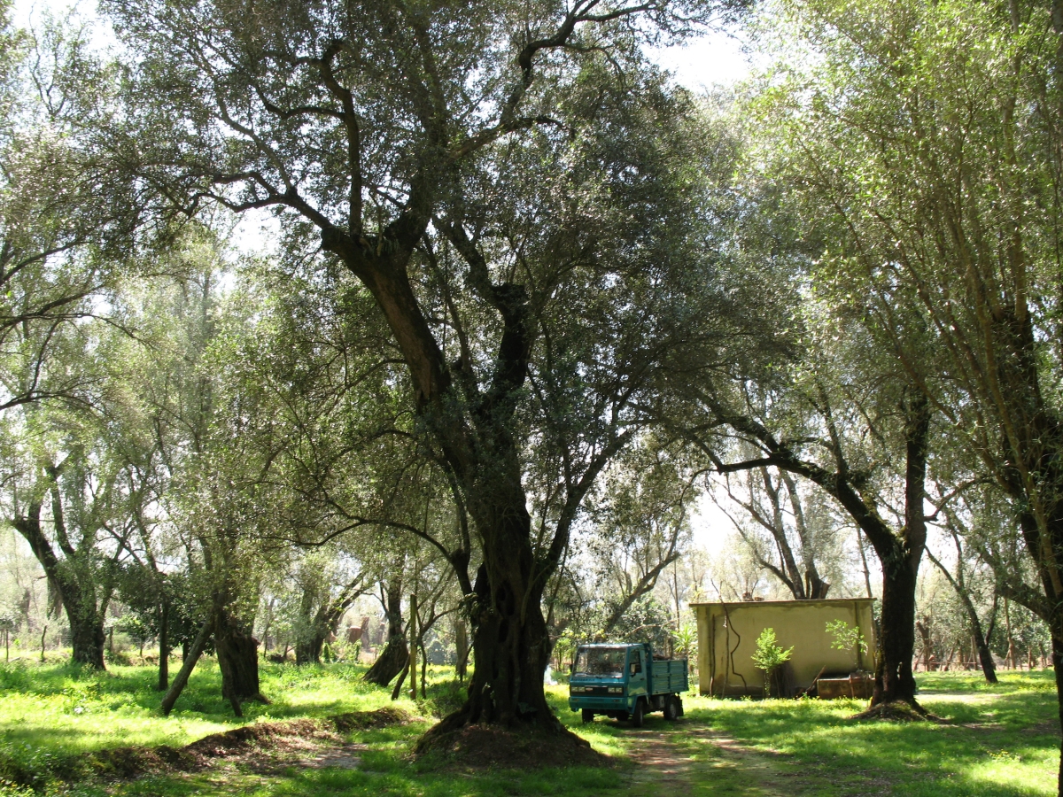Il DNA degli olivi secolari svela i segreti della Calabria: scoperti tre alberi geneticamente fuori dal comune