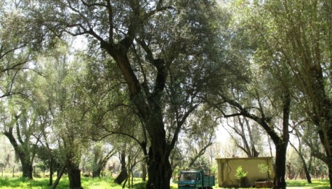 Il DNA degli olivi secolari svela i segreti della Calabria: scoperti tre alberi geneticamente fuori dal comune