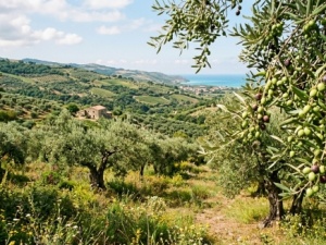 Dalla Calabria un contributo scientifico per affrontare la sfida climatica dell’olivicoltura